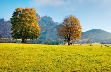 Avusturya 'nın Salzburg eyaletinde Zell am See ilçesine bağlı Mitterhofen köyünün muhteşem sabah manzarası. Alpler, Avusturya, Avrupa 'nın renkli sonbahar sahnesi. Seyahat konsepti arka planı.