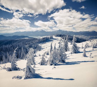 Karpat Dağları 'ndaki karlı kış manzarası. Korkak ağaçlar. Renkli açık hava sahnesi, mutlu yeni yıl kutlaması konsepti. Mavi tonlama efekti.