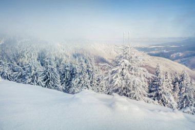 Dağ ormanında güneşli bir sabah manzarası. Karlı ormanda parlak kış manzarası, mutlu yeni yıl kutlaması konsepti. İşlenmiş fotoğraf sonrası sanatsal stil.