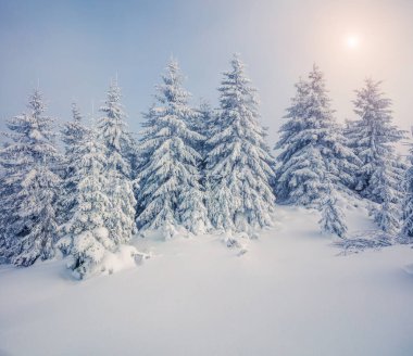 Dağ ormanında aydınlık bir sabah manzarası. Karlı ormanda sisli kış gündoğumu, mutlu yeni yıl kutlaması konsepti. İşlenmiş fotoğraf sonrası sanatsal stil.