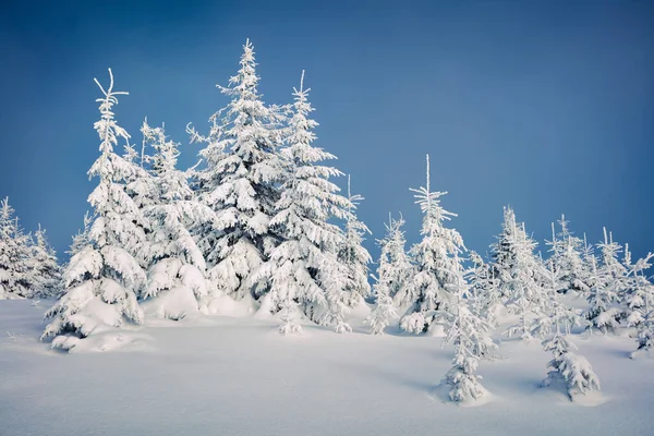 Escena Soleada Mañana Bosque Montaña Paisaje Invierno Brillante Bosque Nevado —  Fotos de Stock