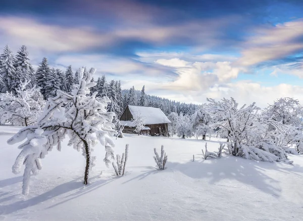 Mañana Invierno Soleada Carpathianvillage Con Árboles Cubiertos Nieve Jardín Escena — Foto de Stock