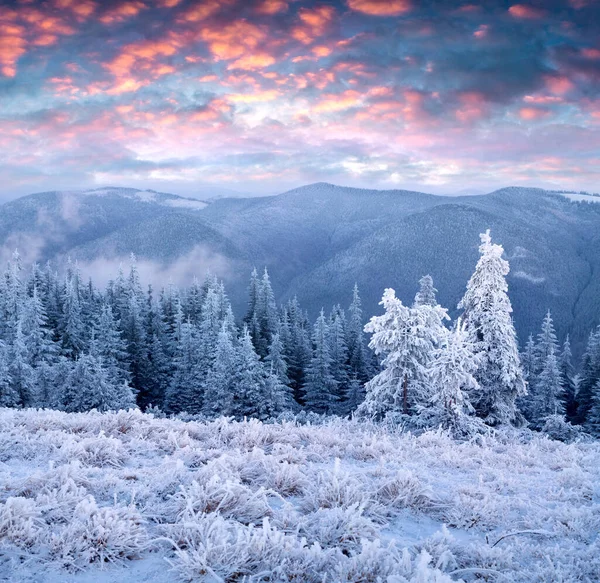 Increíble Amanecer Invierno Las Montañas Los Cárpatos Con Abetos Cubiertos — Foto de Stock