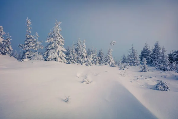 Incrível Manhã Inverno Nas Montanhas Dos Cárpatos Com Abetos Cobertos — Fotografia de Stock