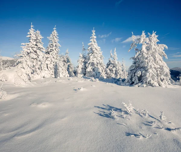 Escena Soleada Mañana Bosque Montaña Paisaje Invierno Brillante Bosque Nevado — Foto de Stock