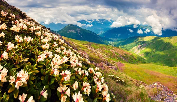 Floraison Fleurs Blanches Rhododendron Dans Les Montagnes Caucase Juin Vue — Photo