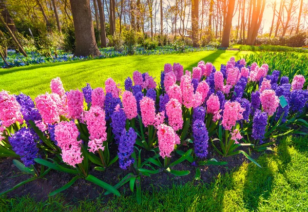Colorful Spring Sunset Keukenhof Gardens Blooming Hyacinth Flowers Netherlands Europe — Stock Photo, Image
