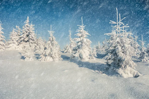 Ventisca Bosque Montaña Con Pequeños Abetos Cubiertos Nieve Espléndida Escena — Foto de Stock