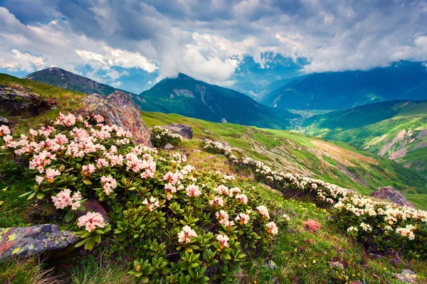 Цветущие Белые Цветы Рододендрона Горах Кавказа Июне Облачный Утренний Вид — стоковое фото
