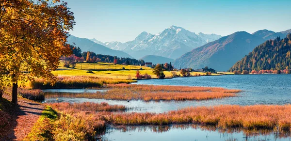 Vivid Autumn Panorama Haidersee Lago Della Muta Lake Ortler Peak — Stock Photo, Image