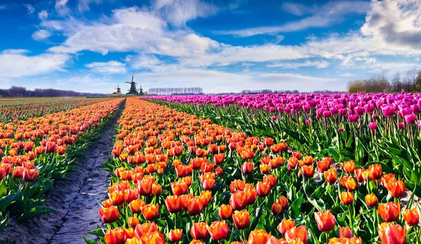 Fantastic Spring Landscape Fields Blooming Tulip Flowers Authentic Holland Windmills — Stock Photo, Image