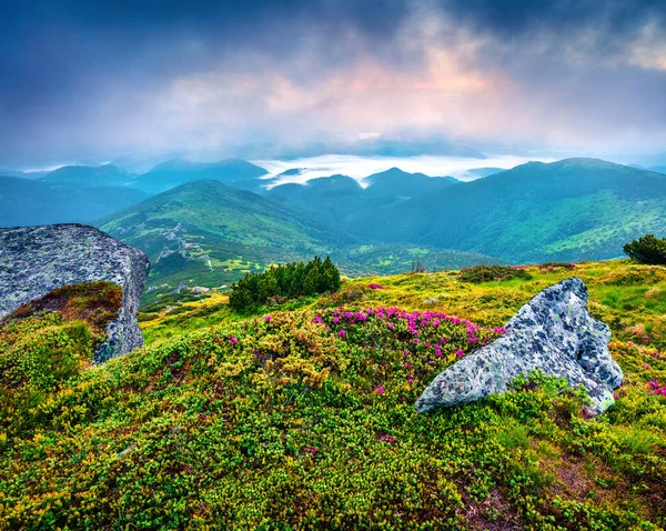 Vista Verão Nebulosa Campos Flores Florescendo Rododendro Esplêndida Cena Livre — Fotografia de Stock