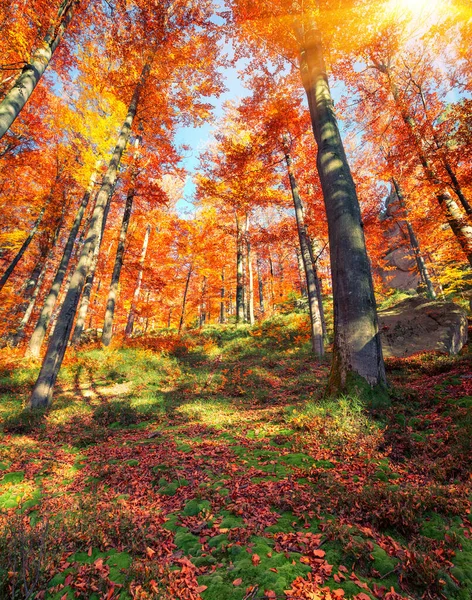 Прекрасный Вид Осенний Лес Великолепная Утренняя Сцена Красочной Водянке Художественный — стоковое фото