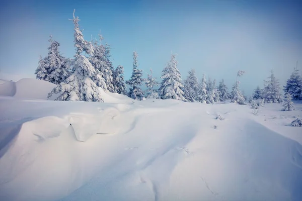Nádherné Zimní Ráno Karpatských Horách Zasněženými Jedlemi Barevná Venkovní Scéna — Stock fotografie