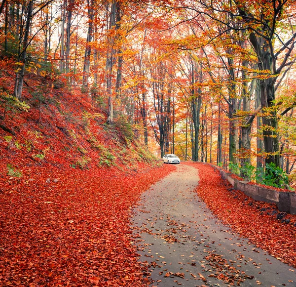 Scena Autunnale Colorata Nella Foresta Montana Bella Vista Mattutina Nelle — Foto Stock