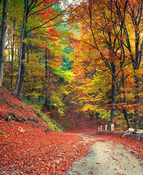 Scena Autunnale Colorata Nella Foresta Montana Bella Vista Mattutina Nelle — Foto Stock