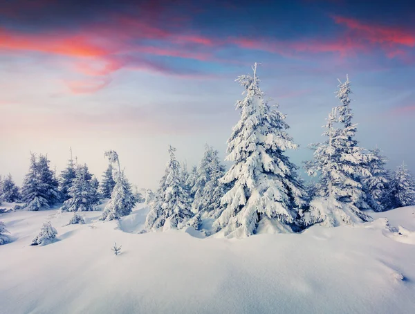 Туманный Зимний Восход Солнца Карпатах Заснеженными Фибровыми Деревьями Красочная Сцена — стоковое фото