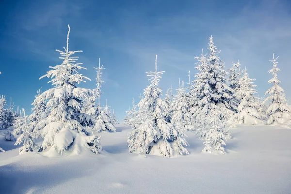 Solig Morgon Scen Fjällskogen Fantastiskt Vinterlandskap Den Snöiga Skogen Gott — Stockfoto