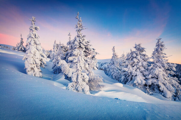 Spectacular winter sunrise in Carpathian mountains with snow covered fir trees. Stunning outdoor sceneof mountain forest. Beauty of nature concept background.