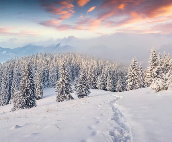 Grande Paisagem Inverno Cárpatos Com Abetos Cobertos Neve Cena Livre — Fotografia de Stock