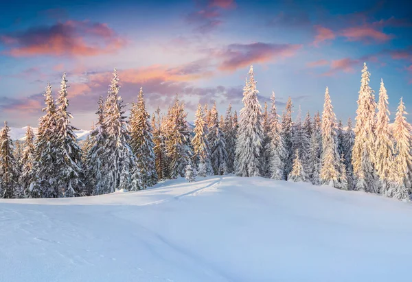 Fantastický Zimní Východ Slunce Karpatských Horách Zasněženými Jedlemi Barevná Venkovní — Stock fotografie
