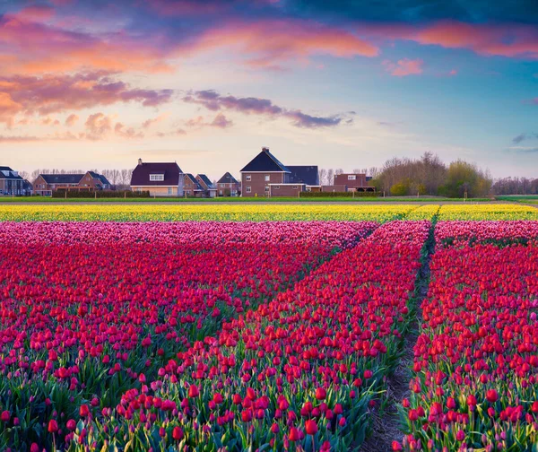 Fantastic Spring Sunrise Fields Blooming Tulip Flowers Colorful Outdoor Scene — Stock Photo, Image