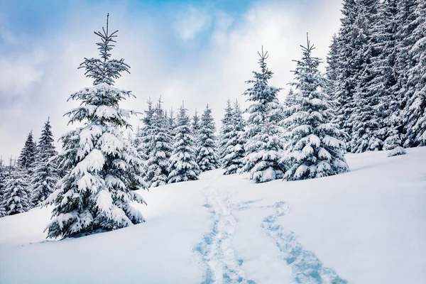 Kall Vintermorgon Karpaternas Fjällskog Med Snötäckta Granar Underbar Utomhusscen Gott — Stockfoto