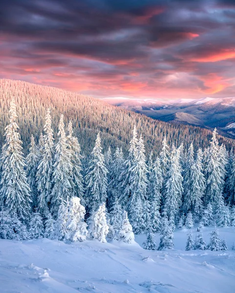 Impressionante Nascer Sol Inverno Nas Montanhas Dos Cárpatos Com Abetos — Fotografia de Stock