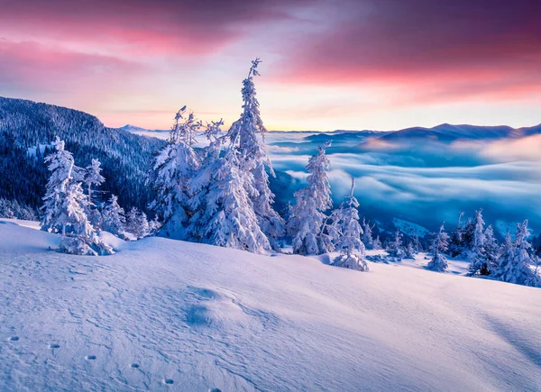 Esplêndido Nascer Sol Inverno Nas Montanhas Dos Cárpatos Com Abetos — Fotografia de Stock