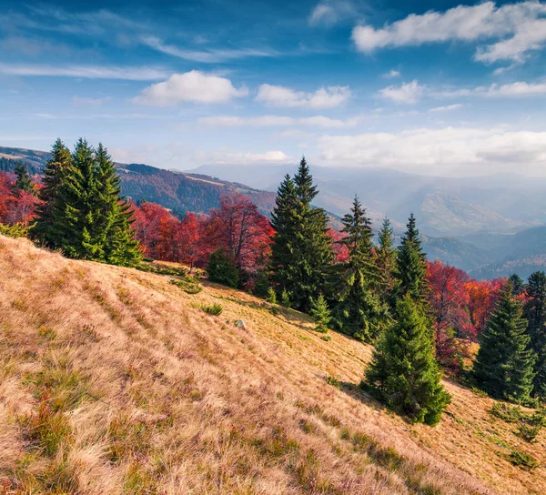 Jasná Podzimní Scéna Horského Údolí Barevná Ranní Scéna Karpat Poloha — Stock fotografie