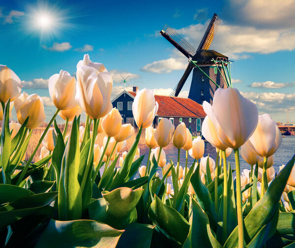 The famous Dutch windmills. View through white tulips on the Netherlands canals. Creative collage.