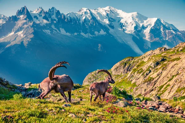 Ibex Alpino Capra Ibex Sobre Fondo Del Mont Blanc Monte — Foto de Stock