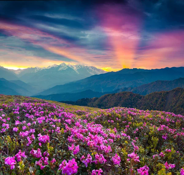 Colorido Paisaje Verano Con Flores Rododendro Flor Dramático Amanecer Las — Foto de Stock