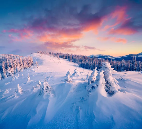 Maravilloso Amanecer Invierno Las Montañas Cárpatos Con Abetos Cubiertos Nieve — Foto de Stock