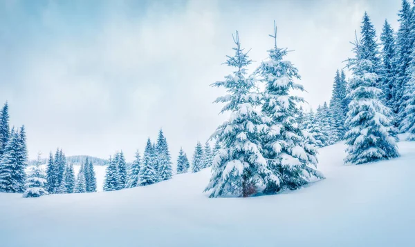 Mañana Invierno Helada Bosque Montañoso Con Abetos Cubiertos Nieve Brillante — Foto de Stock