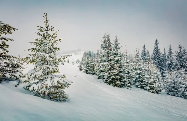 Maravilhosa Vista Inverno Floresta Montanha Com Abetos Cobertos Neve Cena — Fotografia de Stock