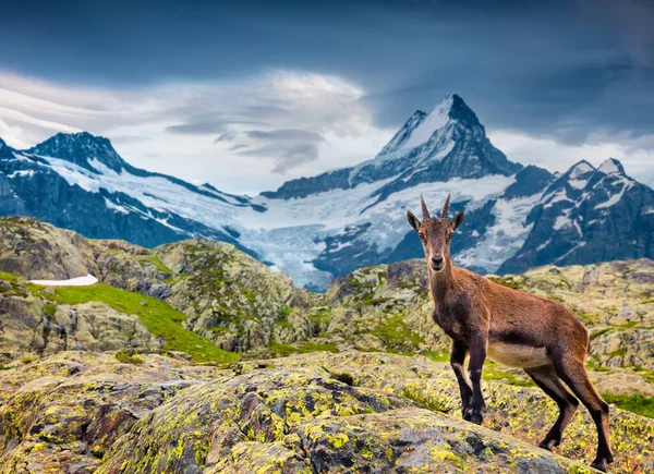 Alpine Ibex Capra Ibex Wetterhorn Mount Background Located West Innertkirchen — Stock Photo, Image