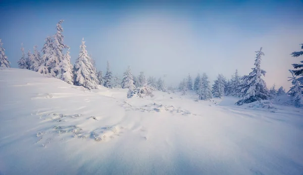 Pintoresca Escena Matutina Bosque Montañoso Paisaje Invierno Brumoso Bosque Nevado — Foto de Stock