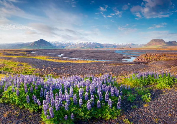 Typická Islandská Krajina Polem Kvetoucích Vlčích Květů Červnu Slunečné Letní — Stock fotografie