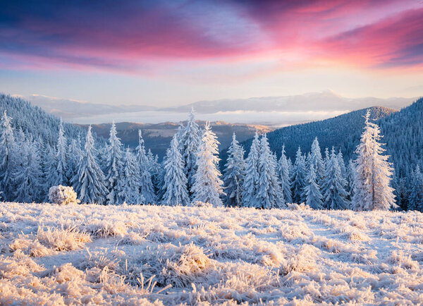 Fantastic winter sunrise in Carpathian mountains with snow covered fir trees. Colorful outdoor scene, Happy New Year celebration concept. Artistic style post processed photo.