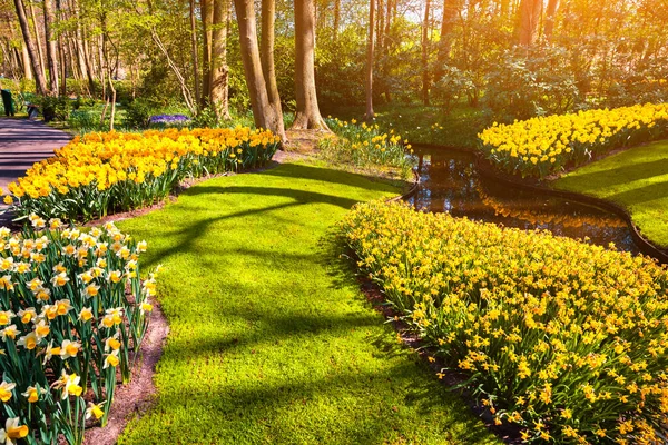 Colorido Amanecer Primavera Los Jardines Keukenhof Flores Narcisas Florecientes Holanda — Foto de Stock