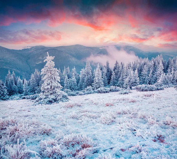Úžasný Zimní Východ Slunce Karpatech Zasněženými Jedlemi Barevná Venkovní Scéna — Stock fotografie