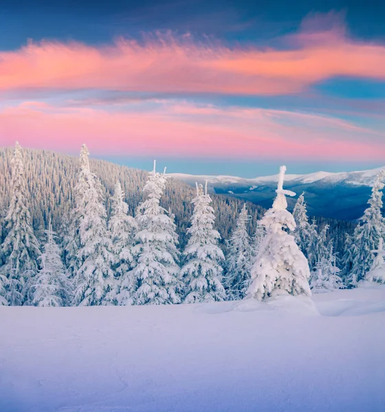 Gran Amanecer Invierno Las Montañas Los Cárpatos Con Abetos Cubiertos — Foto de Stock