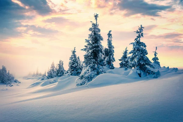 Mrazivé Zimní Ráno Horském Lese Zasněženými Jedlemi Úžasná Venkovní Scéna — Stock fotografie