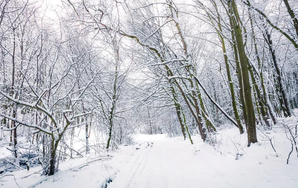 Frostande Vintermorgon Fjällskog Med Snötäckta Träd Fantastisk Utomhusscen Gott Nytt — Stockfoto