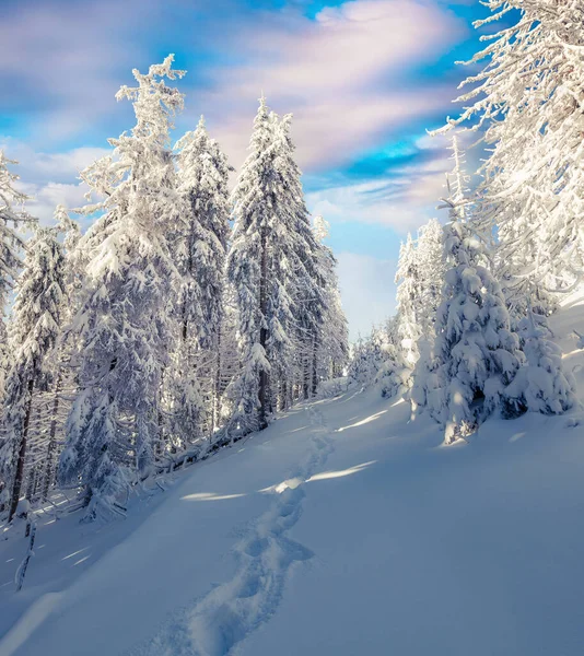 Prachtige Winterochtend Het Bergwoud Met Besneeuwde Dennenbomen Kleurrijke Outdoor Scene — Stockfoto