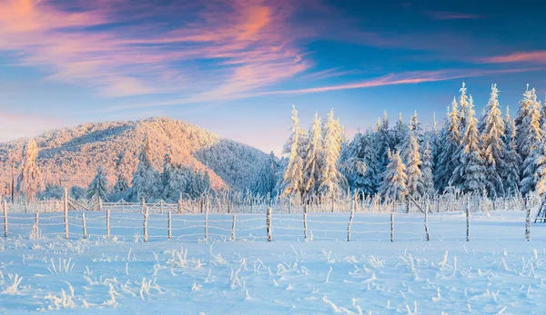 Picturesque Winter Sunrise Carpathian Mountains Colorful Outdoor Scene Happy New — Stock Photo, Image