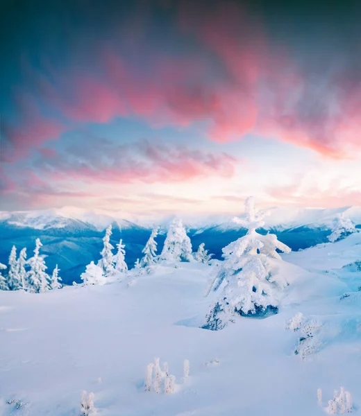 Impressionante Manhã Inverno Nas Montanhas Dos Cárpatos Com Abetos Cobertos — Fotografia de Stock