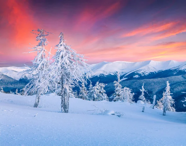 Great Winter Sunrise Carpathian Mountains Snow Covered Fir Trees Colorful — Stock Photo, Image