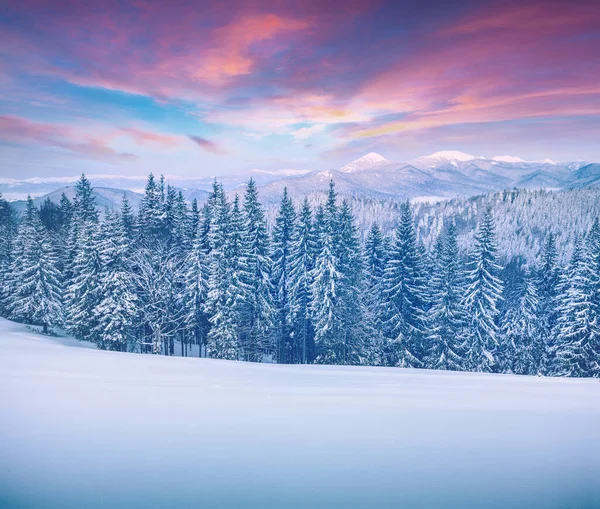 Pintoresco Amanecer Invierno Las Montañas Cárpatos Con Abetos Cubiertos Nieve — Foto de Stock